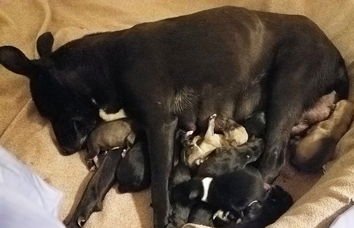 Laverne the dog with her newborn puppies