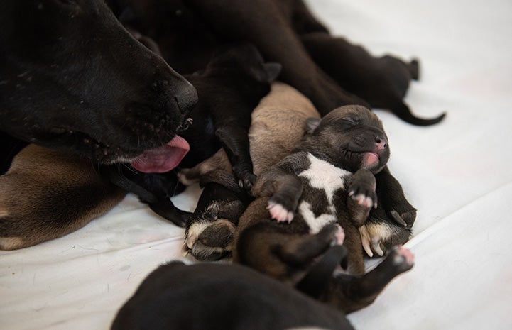 Newborn hotsell puppy panting