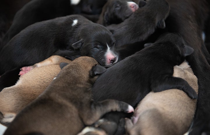 Pile of adorable puppies all snuggled together