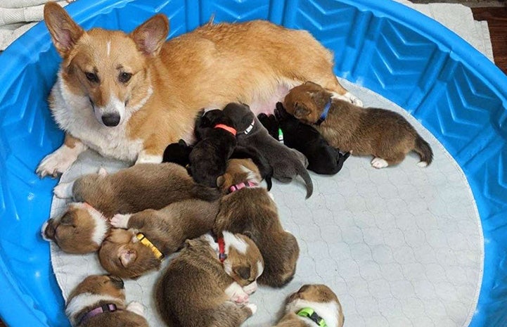 Mama corgi lying in a kiddie pool with a litter of pit bull terrier puppies she cared for