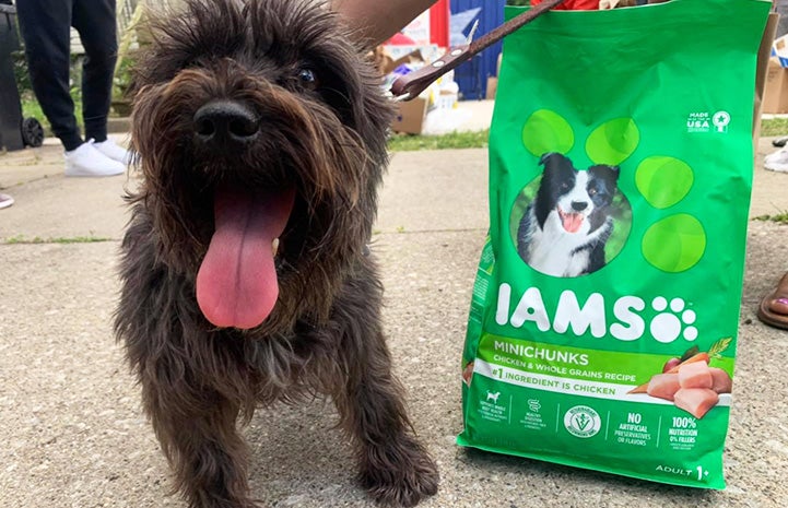 Fluffy terrier-type dog standing next to bag of Iams dog food