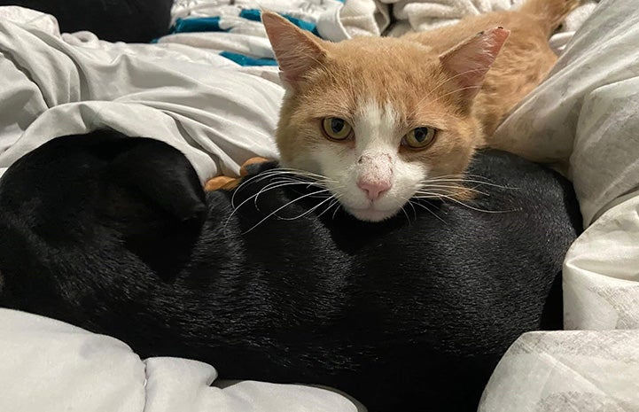 Orange and white cat lying with his head on a small black dog