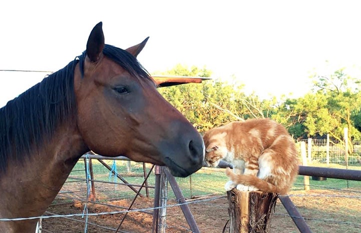 Crush the working cat nuzzling a bay horse
