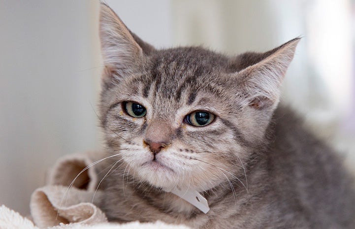 Roger, a stern-faced gray tabby kitten