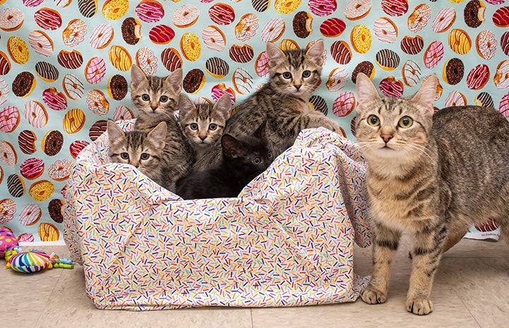 Sprinkles the cat with her kittens in a bed with a fabric donut background