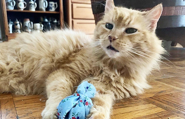 Willard the cat holding a blue toy