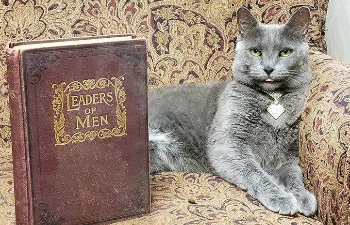 Page Turner the cat lying next to the book "Leaders of Men"