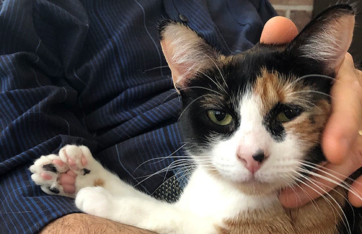 Person holding Lily the calico polydactyl cat