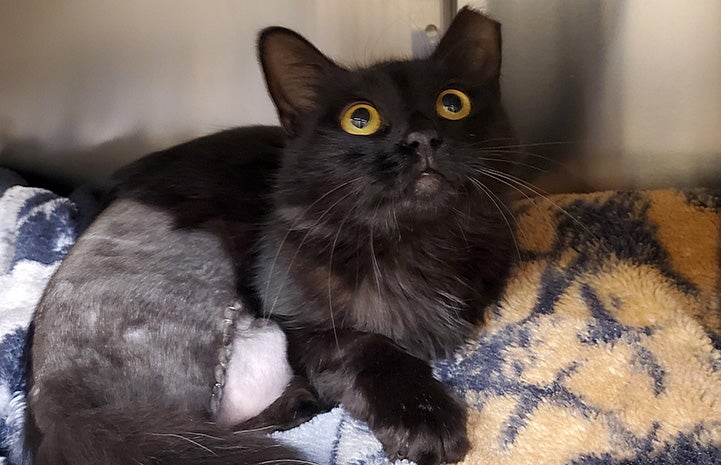 Corona, a black cat with a leg amputation in a kennel