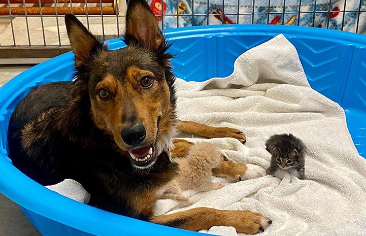 Georgia the dog lying in a kiddie pool with kittens