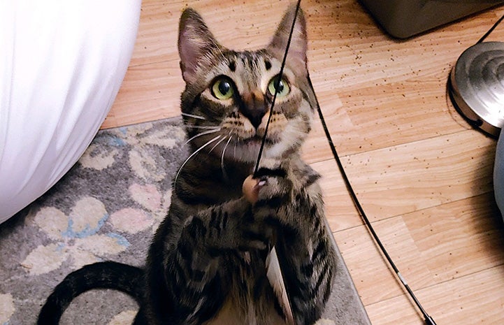 Jimmy the cat playing with a wand toy