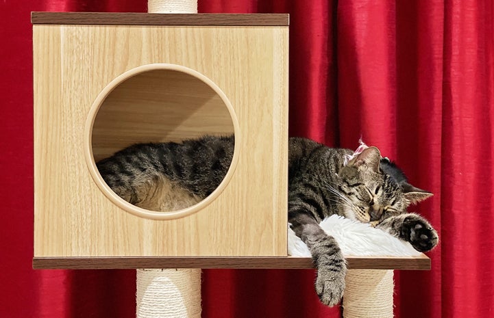 Jimmy the cat lying down and sleeping in a cat tree