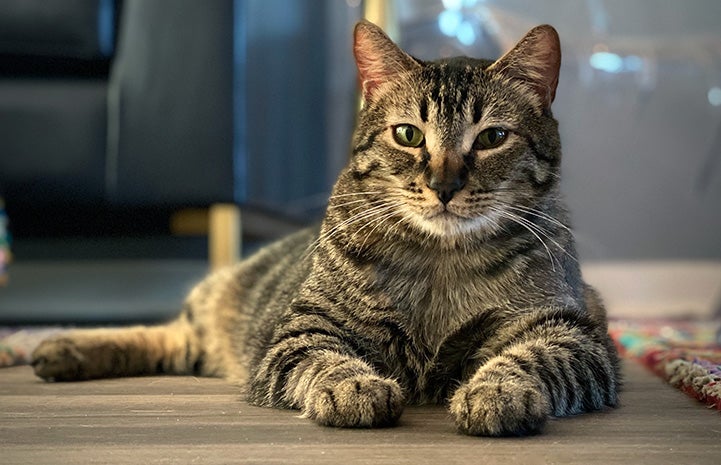 Jimmy the tabby cat lying n the floor