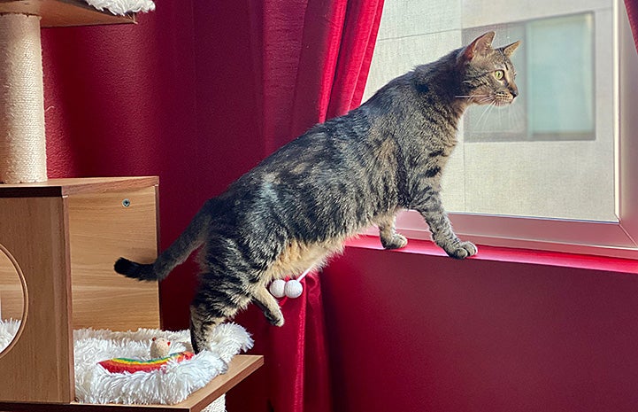 Brown tabby cat Jimmy standing with his back legs on a cat tree and front legs on a windowsill, looking out the window