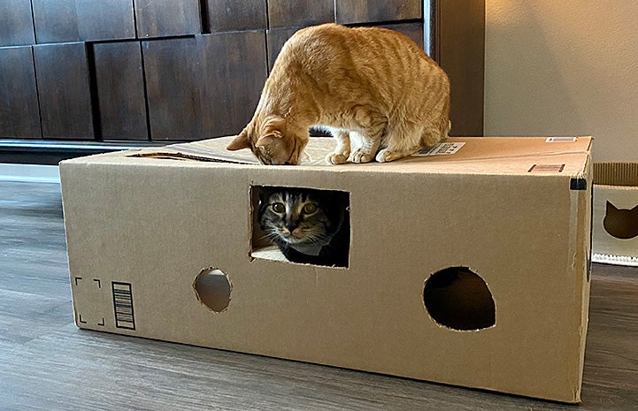 Jimmy the cat playing in a cardboard box with an orange tabby
