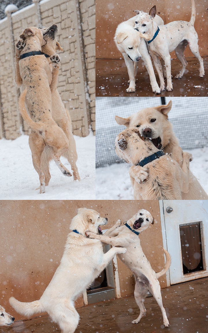 Collage of photos of two dogs playing in the snow
