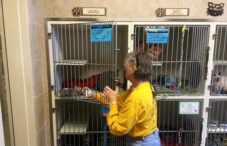 Woman putting a bowl into a cat kennel containing a gray cat