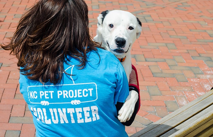 Black and white dog being held by a woman wearing a blue KC Pet Project Volunteer T-shirt
