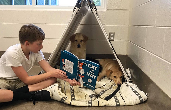 Young boy reading "The Cat in the Hat" to two Labrador puppies in a kennel