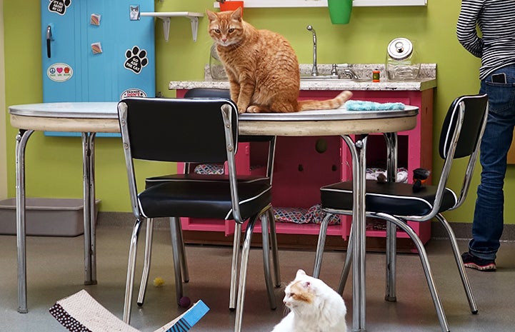 Two cats in a kitchen-type environment at the Lynchburg Humane Society