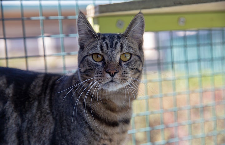 Brown tabby cat in an catio like enclosure