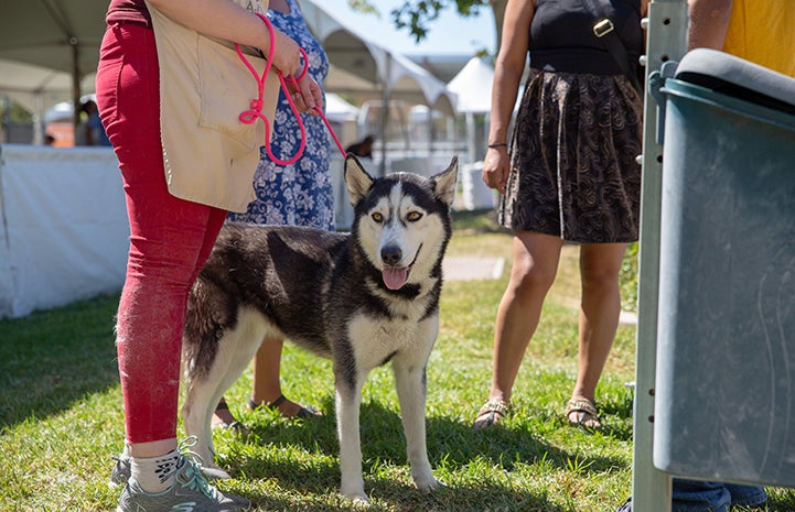 Husky on a leash at the NKLA Super Adoption event