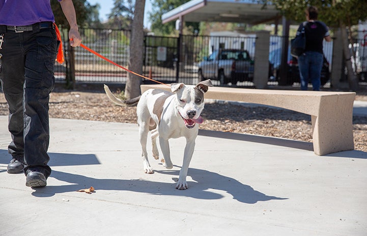 Gray and white pit bull terrier being walked outside on a leash