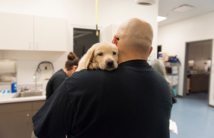 Man holding a blond puppy over his shoulder in a clinic setting