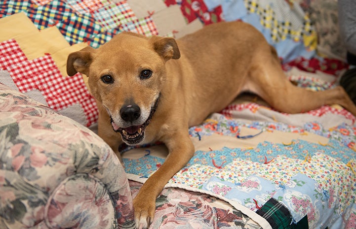 Shocky the brown dog lying on a quilt on a couch