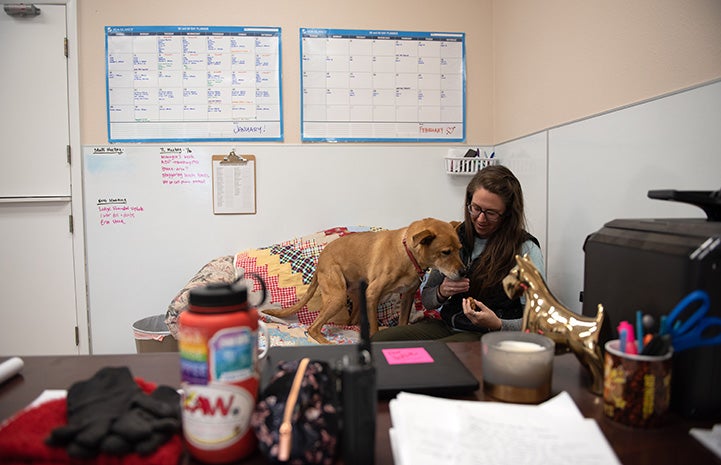Shocky the brown dog snuggling up to a woman at her desk in an office