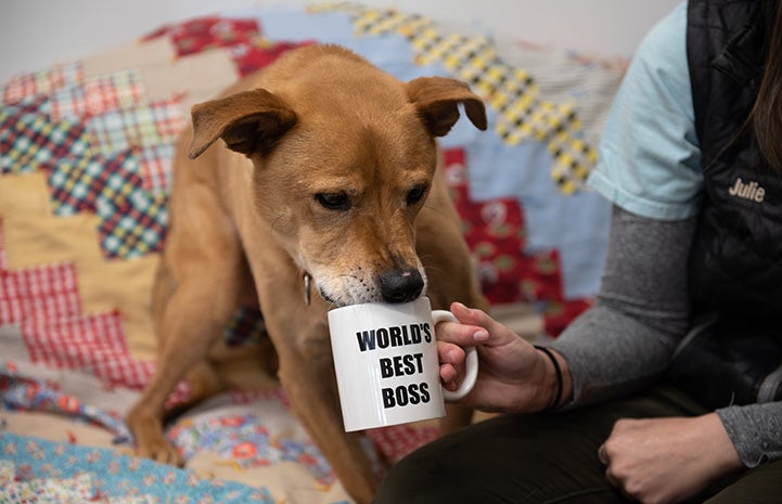 Hand holding a World's Best Boss mug for Shocky the dog to drink from