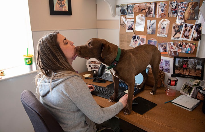 Timmy the dog standing on a desk and giving a kiss to a woman