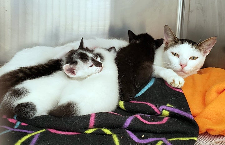 A mama cat lying in a kennel on blankets with three kittens