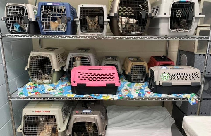 Three rows of kennels containing cats for transport