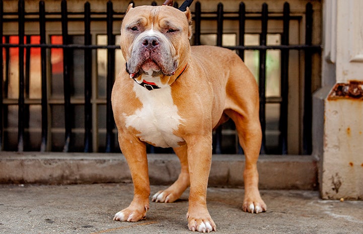 Megatron, an older tan and white pit-bull-type dog with cropped ears