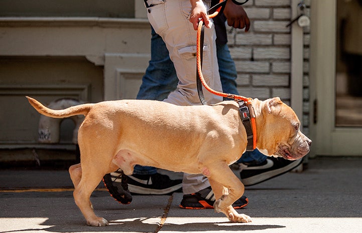 Megatron, an older tan and white pit-bull-type dog with cropped ears, being walked on a leash