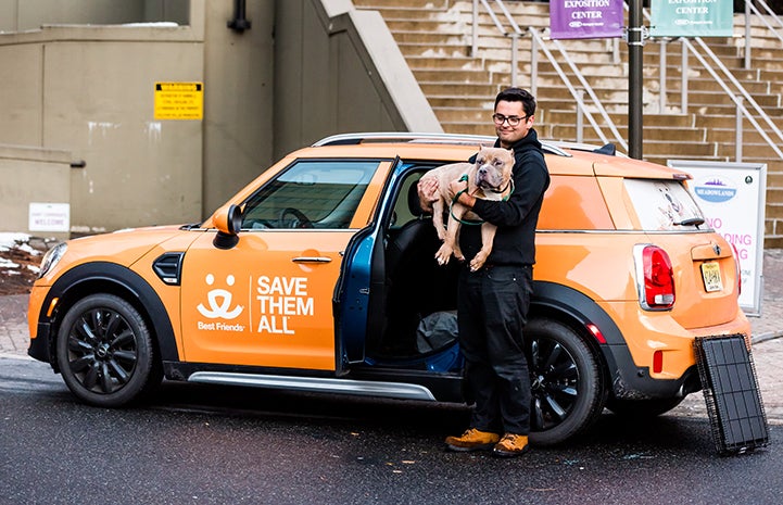 Megatron, an older tan and white pit-bull-type dog with cropped ears, being picked up by a man and put into a Best Friends-branded Mini Cooper car