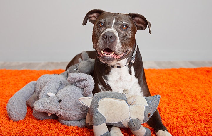 Senior dog Adonis lying on an orange carpet with some plush toys