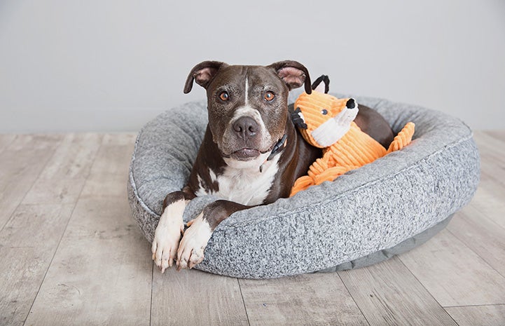 Adonis the dog lying in a gray dog bed with a plush fox toy