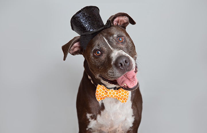 Smiling senior dog Adonis wearing a top hat and bow tie