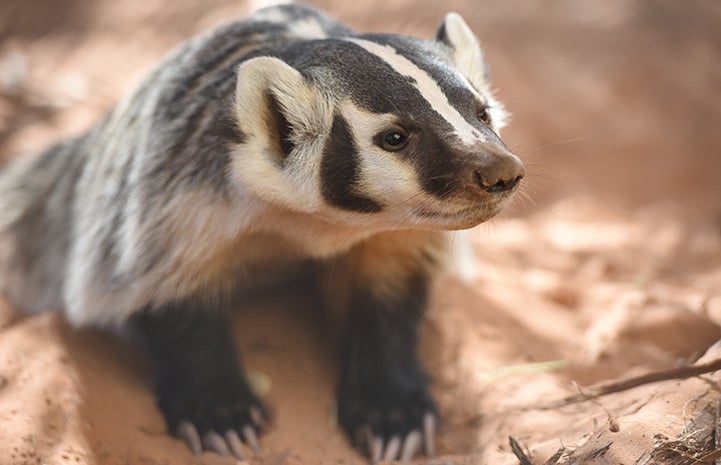 Though animals being rehabilitated at Wild Friends aren't typically named, Rosie the badger was an exception