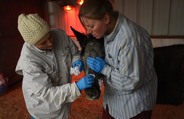 Orphaned foal Bug, being medically treated by Dr. Tara and Kelsey