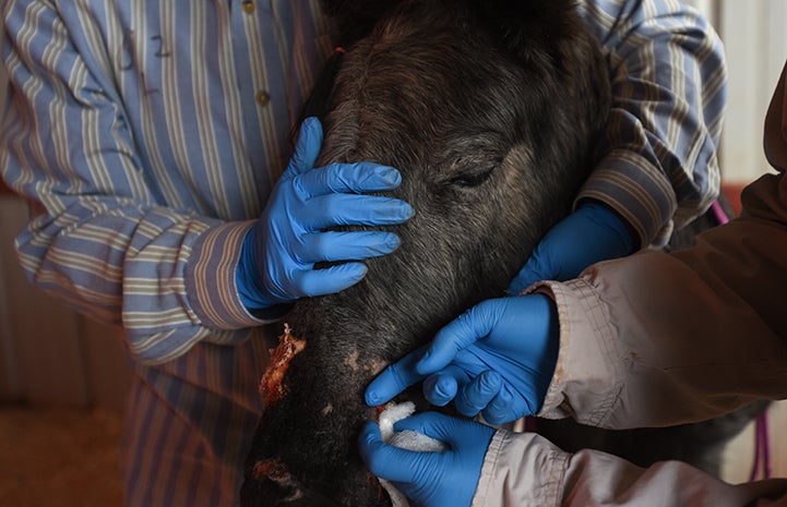 Gloved hands holding injured face of Bug the filly