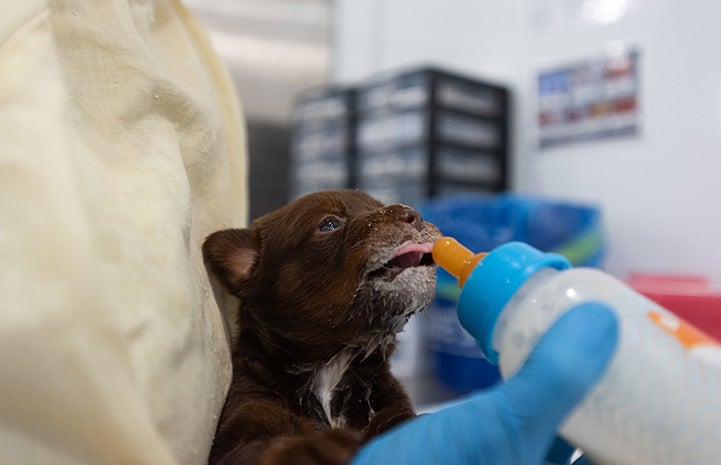 Brown puppy with tongue out trying to latch onto a bottle to eat