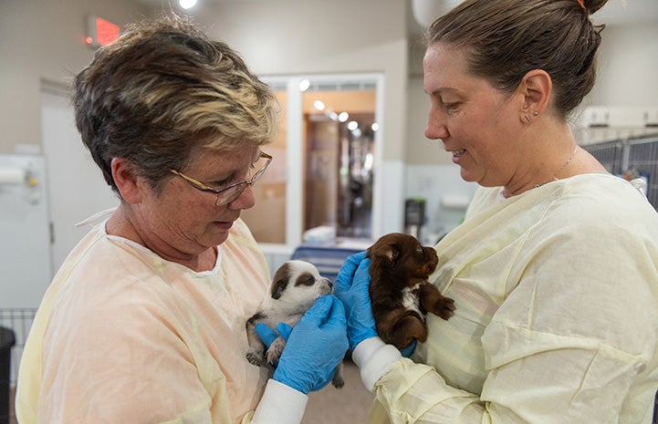 Two women wearing protective gowns and gloves holding puppies at the Best Friends Kitten Nursery