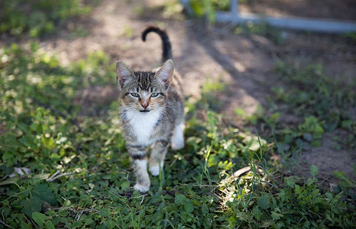 Tabby and white community cat standing on some grass with tail up on the air