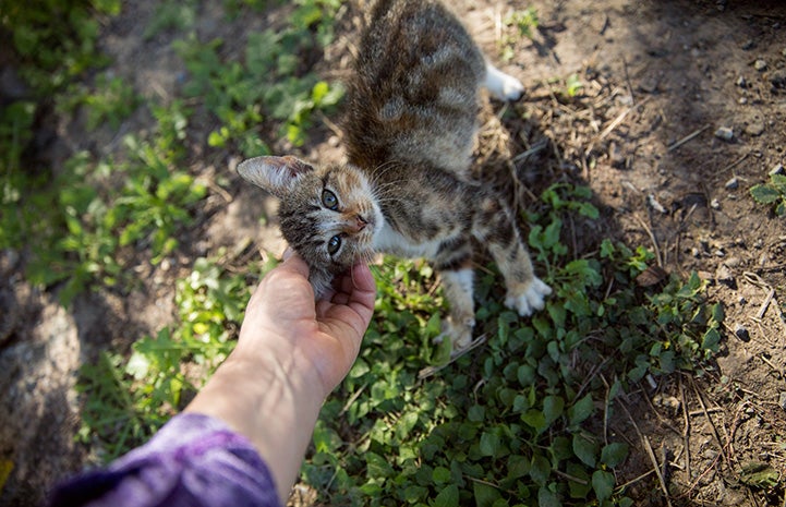 Person reaching down to scratch the chin of a tabby and white community cat
