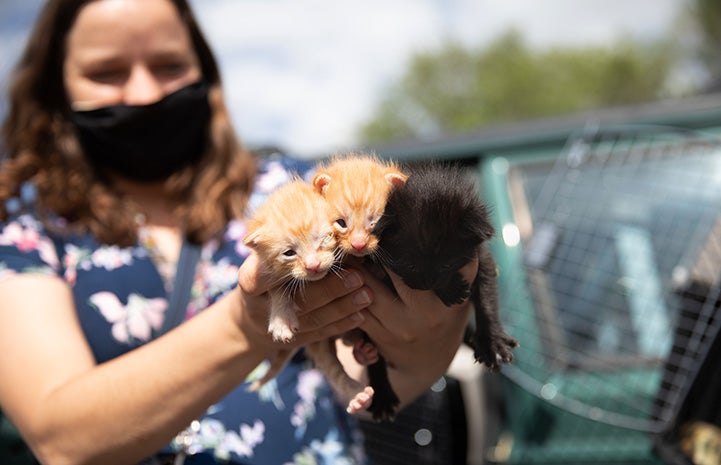 Masked person holding three small kittens