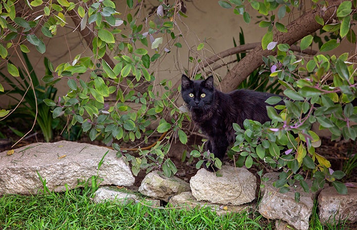 Black community cat standing on a stone border in front of a tree