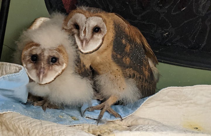 Mother owl protecting baby owl